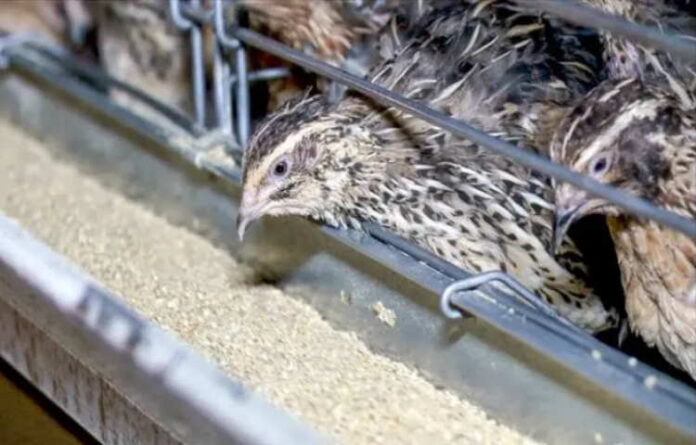 bildircin-beslemesi-nasil-yapilir